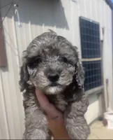 Blue, a male Poodle - Toy  for sale in Freeport, IL – 1 of 3
