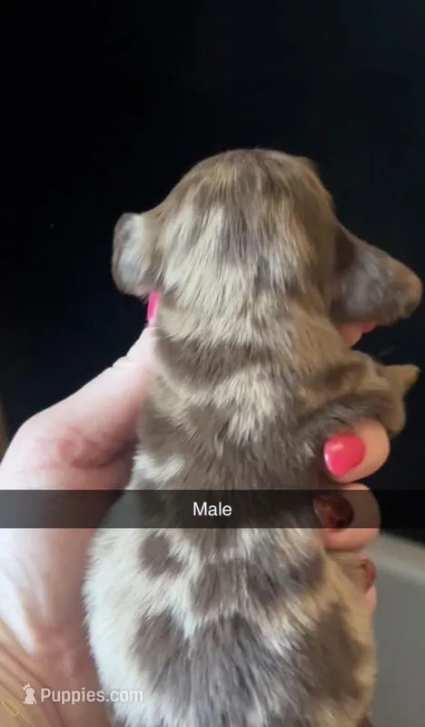 Milo  – Miniature Dachshund puppy for sale in Freeport, IL