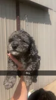 Blue, a male Poodle - Toy  for sale in Freeport, IL – 2 of 3