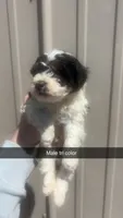 Tricolor male BRUNO, a male Poodle - Toy  for sale in Freeport, IL – 2 of 7