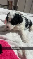 B&W male parti , a male Poodle - Toy  for sale in Freeport, IL – 2 of 3