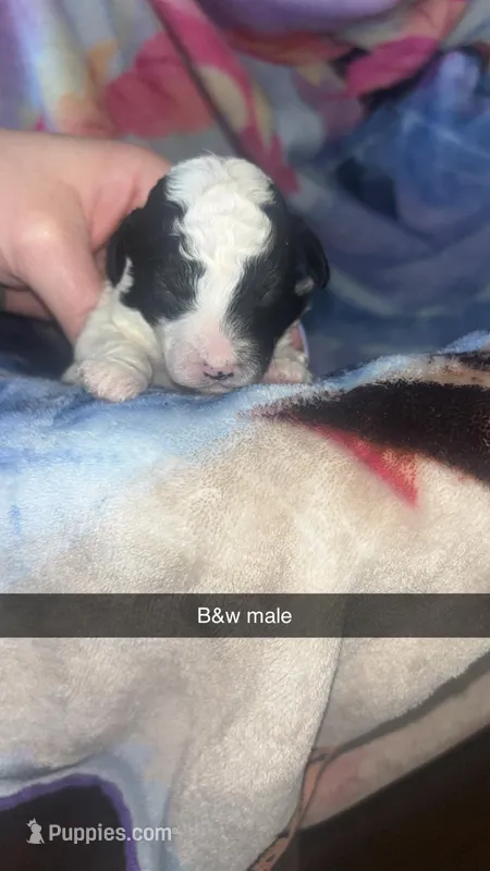 Black and white male – Poodle - Toy  puppy for sale in Freeport, IL