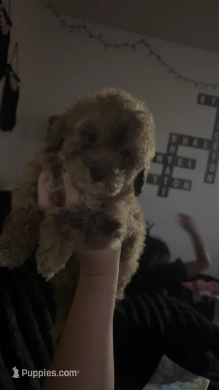 Tator  – Poodle - Toy  puppy for sale in Freeport, IL