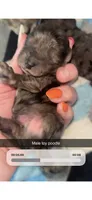 Blue, a male Poodle - Toy  for sale in Freeport, IL – 5 of 5