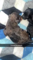 Brownie , a female Poodle - Toy  for sale in Freeport, IL – 2 of 3