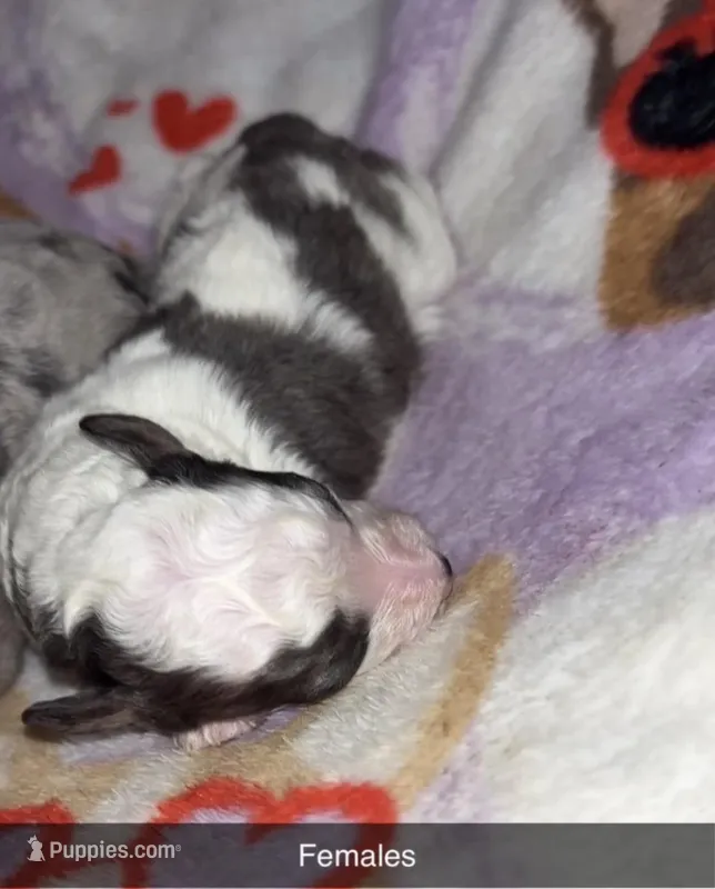 Toy poodle 3 – Poodle - Toy  puppy for sale in Freeport, IL