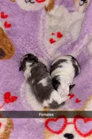 Toy poodle 3, a female Poodle - Toy  for sale in Freeport, IL – Photo 3 of 7