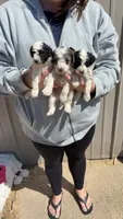 Tricolor parti boy , a male Poodle - Toy  for sale in Freeport, IL – 2 of 8