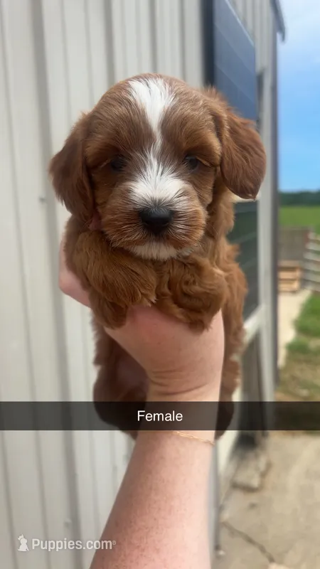 Winnie – Miniature Goldendoodle puppy for sale in Freeport, IL