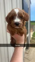 Winnie, a female Miniature Goldendoodle for sale in Freeport, IL – 1 of 1