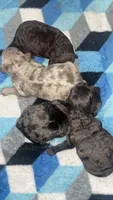 Corey, a male Poodle - Toy  for sale in Freeport, IL – 3 of 3