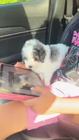 parti boy , a male Poodle - Toy  for sale in Freeport, IL – 2 of 5