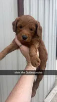 Todd, a male Miniature Goldendoodle for sale in Freeport, IL – 1 of 1