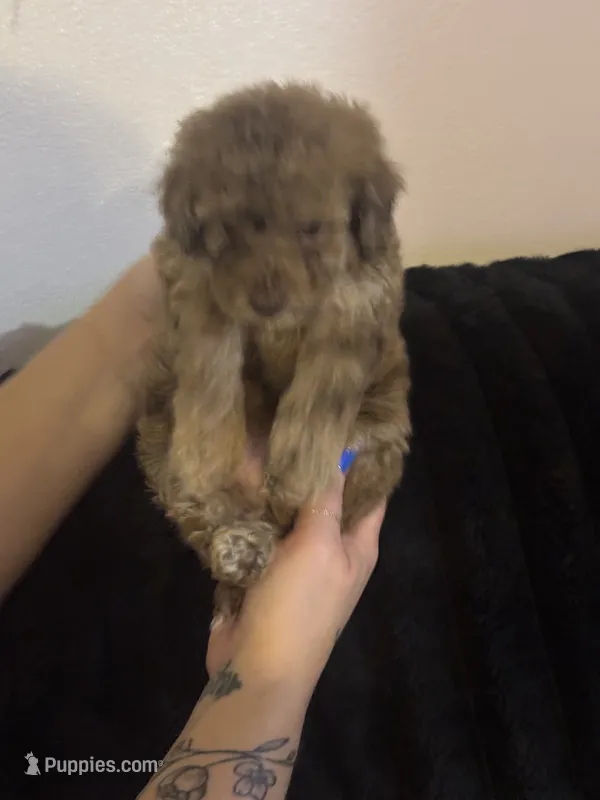 Tator  – Poodle - Toy  puppy for sale in Freeport, IL