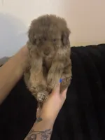 Tator , a male Poodle - Toy  for sale in Freeport, IL – 1 of 5