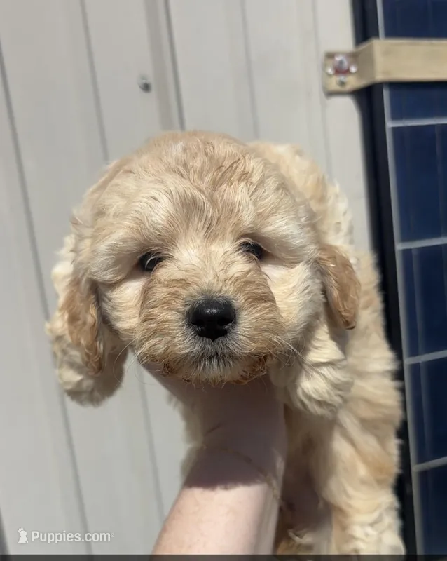 Layla – Miniature Goldendoodle puppy for sale in Freeport, IL