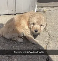 Layla, a male Miniature Goldendoodle for sale in Freeport, IL – Photo 2 of 4