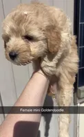 Layla, a male Miniature Goldendoodle for sale in Freeport, IL – Photo 3 of 4