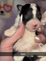 Male Parti 2, a female Poodle - Toy  for sale in Freeport, IL – Photo 2 of 6