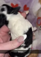 Male Parti 2, a female Poodle - Toy  for sale in Freeport, IL – Photo 5 of 6