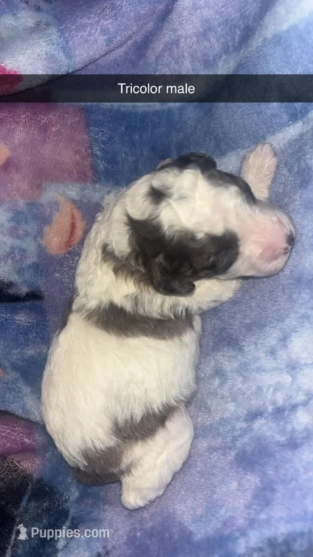 Tricolor Merle boy – Poodle - Toy  puppy for sale in Freeport, IL