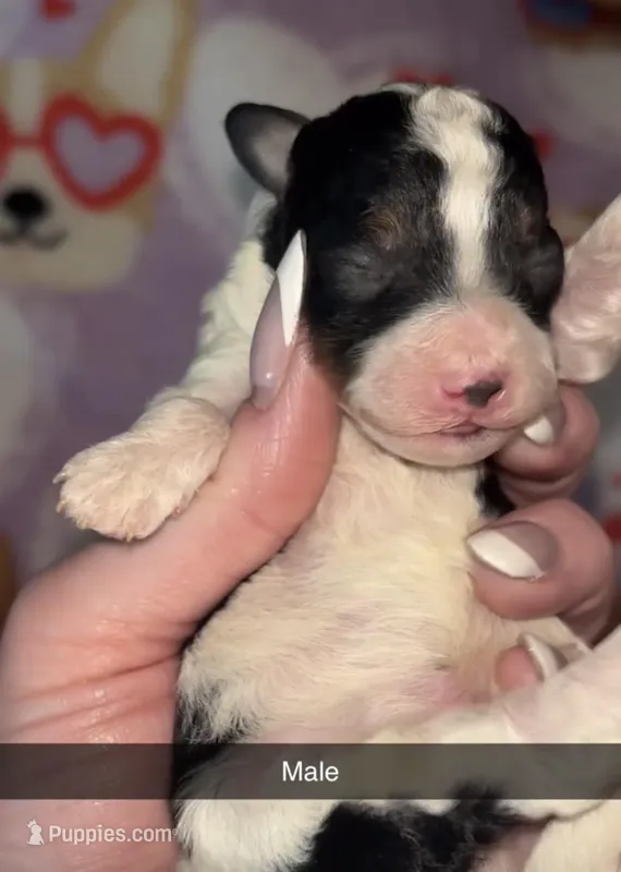 Male Parti 2 – Poodle - Toy  puppy for sale in Freeport, IL