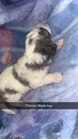 Tricolor Merle boy, a female Poodle - Toy  for sale in Freeport, IL – Photo 2 of 3