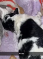 Male Parti 2, a female Poodle - Toy  for sale in Freeport, IL – Photo 6 of 6