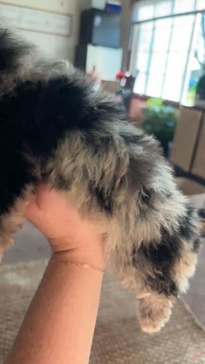 Cora, a female Poodle - Toy  for sale in Freeport, IL – 4 of 4