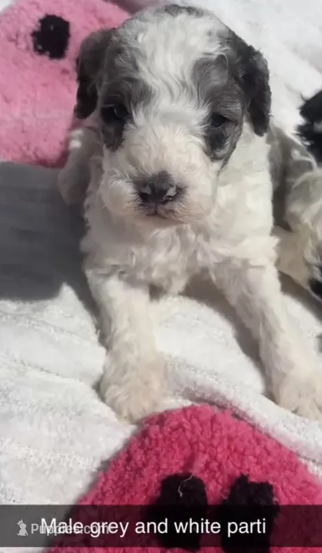 Tricolor parti boy  – Poodle - Toy  puppy for sale in Freeport, IL