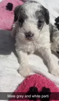 Tricolor parti boy , a male Poodle - Toy  for sale in Freeport, IL – 1 of 8