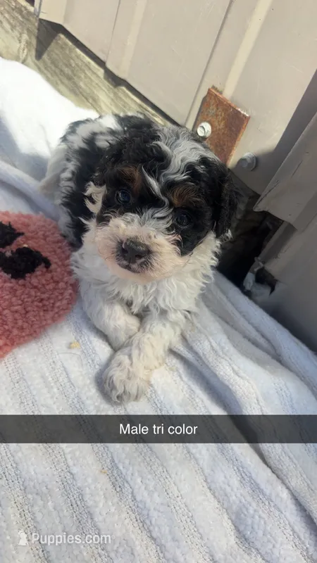 Tricolor male BRUNO – Poodle - Toy  puppy for sale in Freeport, IL