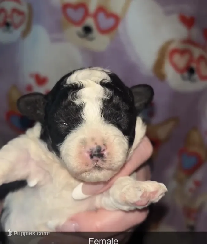 Black and white toy poodle – Poodle - Toy  puppy for sale in Freeport, IL