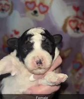 Black and white toy poodle, a female Poodle - Toy  for sale in Freeport, IL – Photo 1 of 4