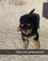 Gru, a male Miniature Goldendoodle for sale in Freeport, IL – Photo 4 of 5