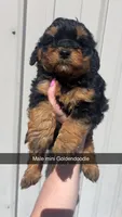 Gru, a male Miniature Goldendoodle for sale in Freeport, IL – Photo 2 of 5