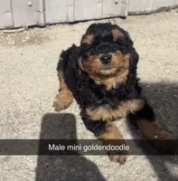 Gru, a male Miniature Goldendoodle for sale in Freeport, IL – Photo 1 of 5