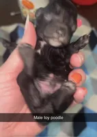 Knight, a male Poodle - Toy  for sale in Freeport, IL – 4 of 5