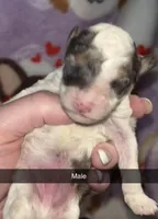 Parti male, a female Poodle - Toy  for sale in Freeport, IL – Photo 2 of 6