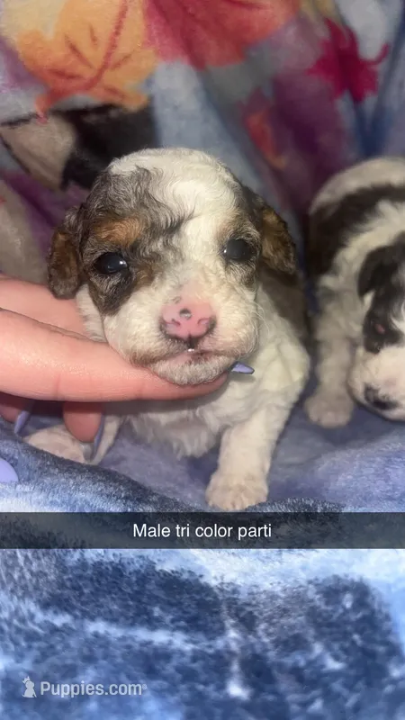 Tricolor Parti male – Poodle - Toy  puppy for sale in Freeport, IL