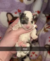 Parti male, a female Poodle - Toy  for sale in Freeport, IL – Photo 4 of 6