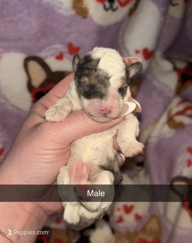 Parti male – Poodle - Toy  puppy for sale in Freeport, IL