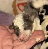 Parti male, a female Poodle - Toy  for sale in Freeport, IL – Photo 3 of 6