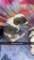 Tricolor Parti male, a female Poodle - Toy  for sale in Freeport, IL – Photo 4 of 5