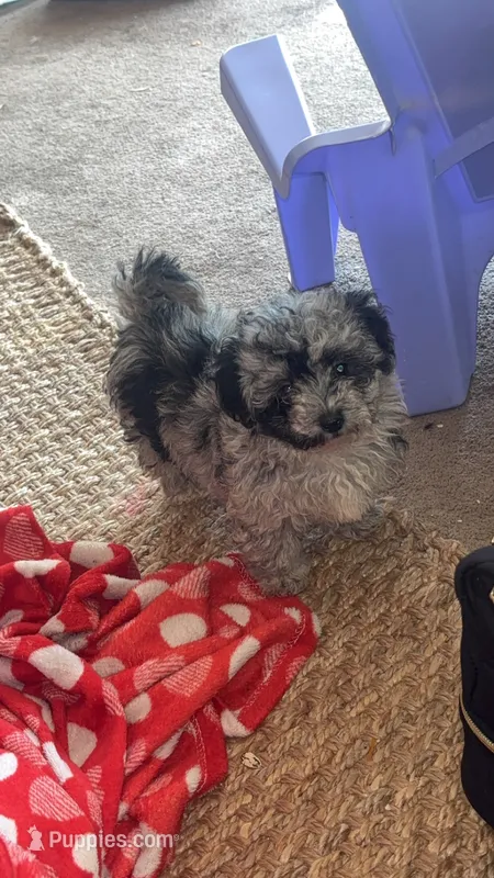 Cora – Poodle - Toy  puppy for sale in Freeport, IL
