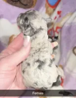 Merle female toy, a female Poodle - Toy  for sale in Freeport, IL – Photo 5 of 5