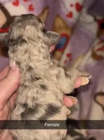 Merle female toy, a female Poodle - Toy  for sale in Freeport, IL – Photo 2 of 5