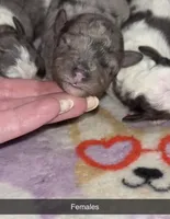 Merle female toy, a female Poodle - Toy  for sale in Freeport, IL – Photo 1 of 5