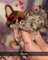 Merle female toy, a female Poodle - Toy  for sale in Freeport, IL – Photo 3 of 5