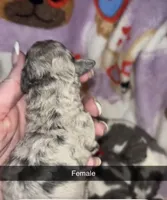 Merle female toy, a female Poodle - Toy  for sale in Freeport, IL – Photo 4 of 5